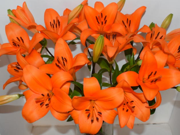 Get 12-14 Mixed Day-lilies For Only $34.99 Shipped!