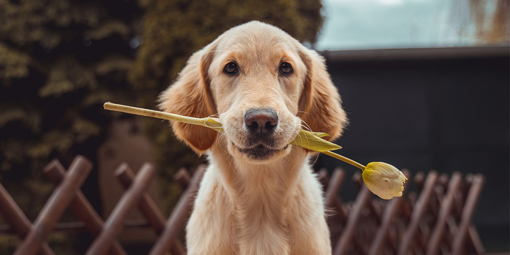 How to Stop Dog Attacks