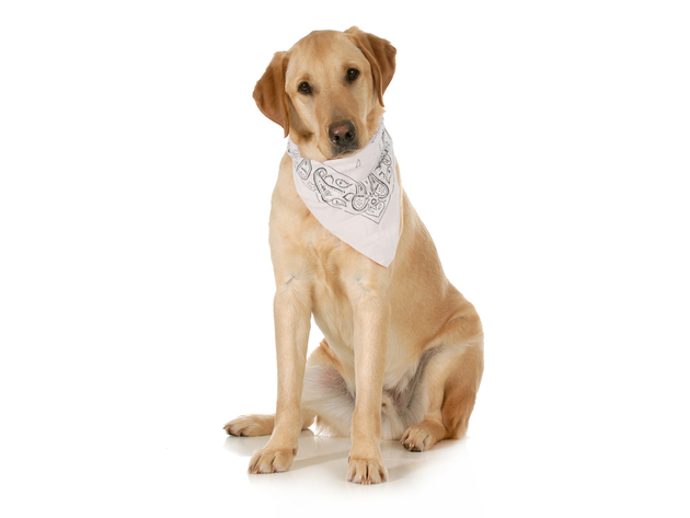 Balec 5-Pack Paisley Cotton Dog Scarf Triangle Bibs  - XL & Washable - Grey