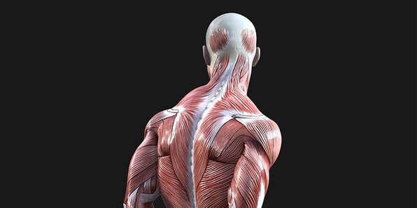 Medical Terminology of the Muscular System - Product Image