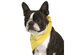 Pack of 8 Paisley Cotton Dog Bandana Triangle Shape  - One Size Fits Most - Yellow