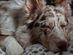 BuddyRest Lynx Dog Armour™ Blanket