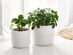 Potey 6" & 5" Ceramic Planter Set