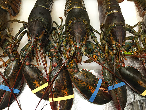 Get Maine Lobster | Citizen Goods