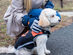 5V Rechargeable Waterproof Heated Dog Vest (Medium)
