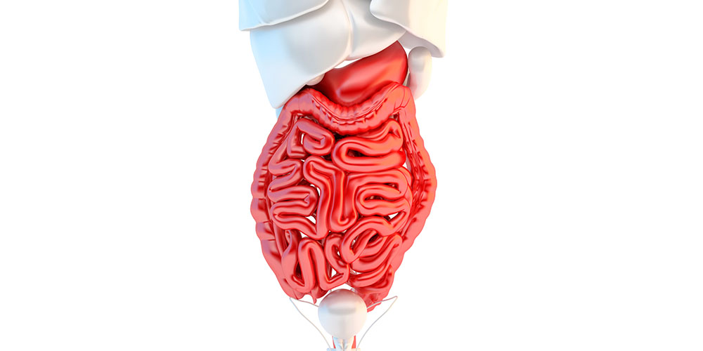 Medical Terminology of the Digestive System