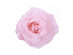 Chounette Preserved Roses Combo Set (Light Pink Roses/White Boxes)