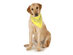 5-Pack Paisley Cotton Dog Scarf Triangle Bibs  - XL and Washable - Yellow