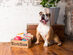 BarkBox Deal: 1-Month Free with a Paid 12-month Subscription