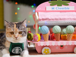 Cheerble冰淇淋球智能互动猫玩具用于室内猫和小猫