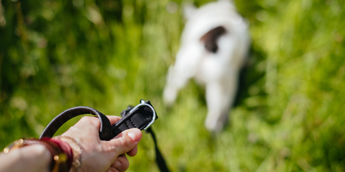 Leash Training: Stop Pulling on the Leash