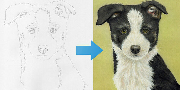 Draw a Border Collie Puppy Using Pastel Pencils - Product Image