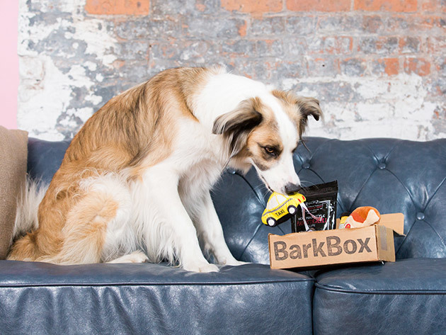 BarkBox Deal: 1-Month Free with a Paid 12-month Subscription