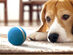 Wicked Ball: Interactive Dog Toy